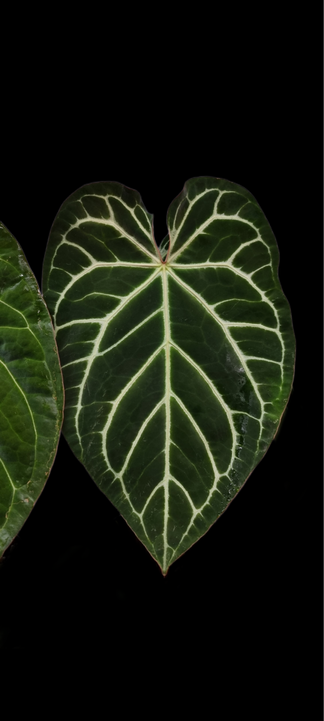 Anthurium Dark Crystallinum hybrid seedlings