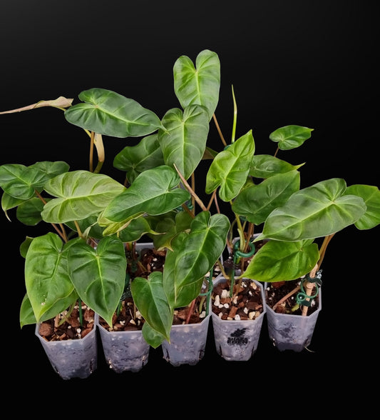 Philodendron Batch I.d " Billicosum " ( Verrucosum x Billietiae) LARGE