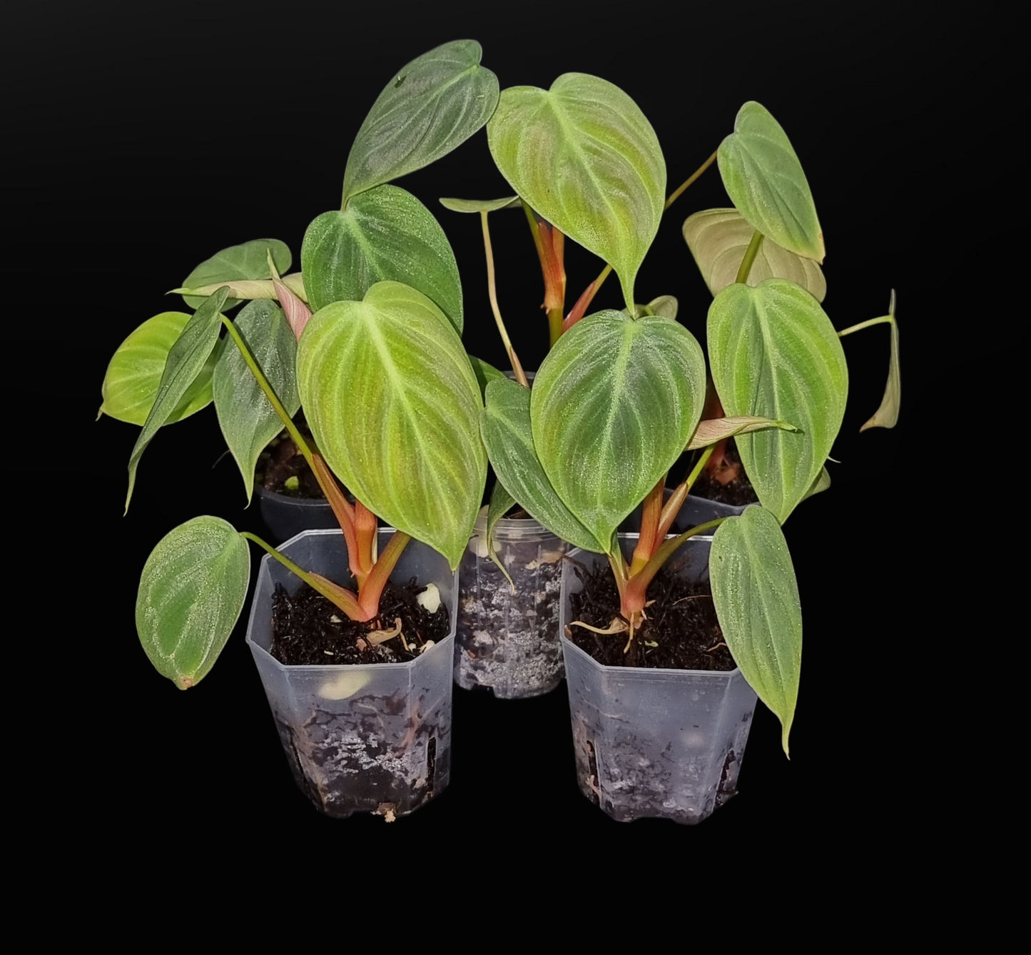 Philodendron Rubrijuvenile ( el choco ) SMALL