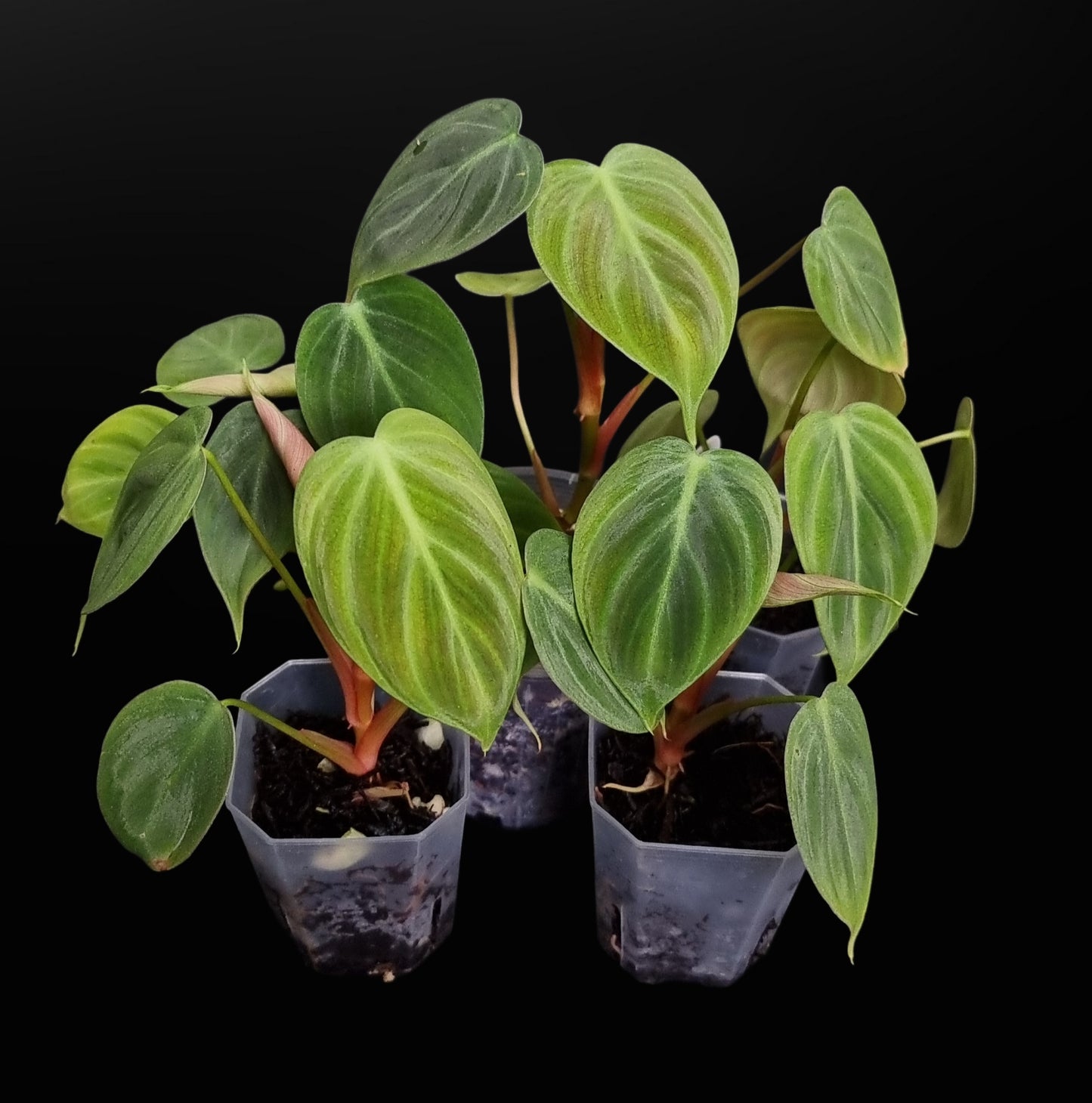 Philodendron Rubrijuvenile ( el choco ) SMALL