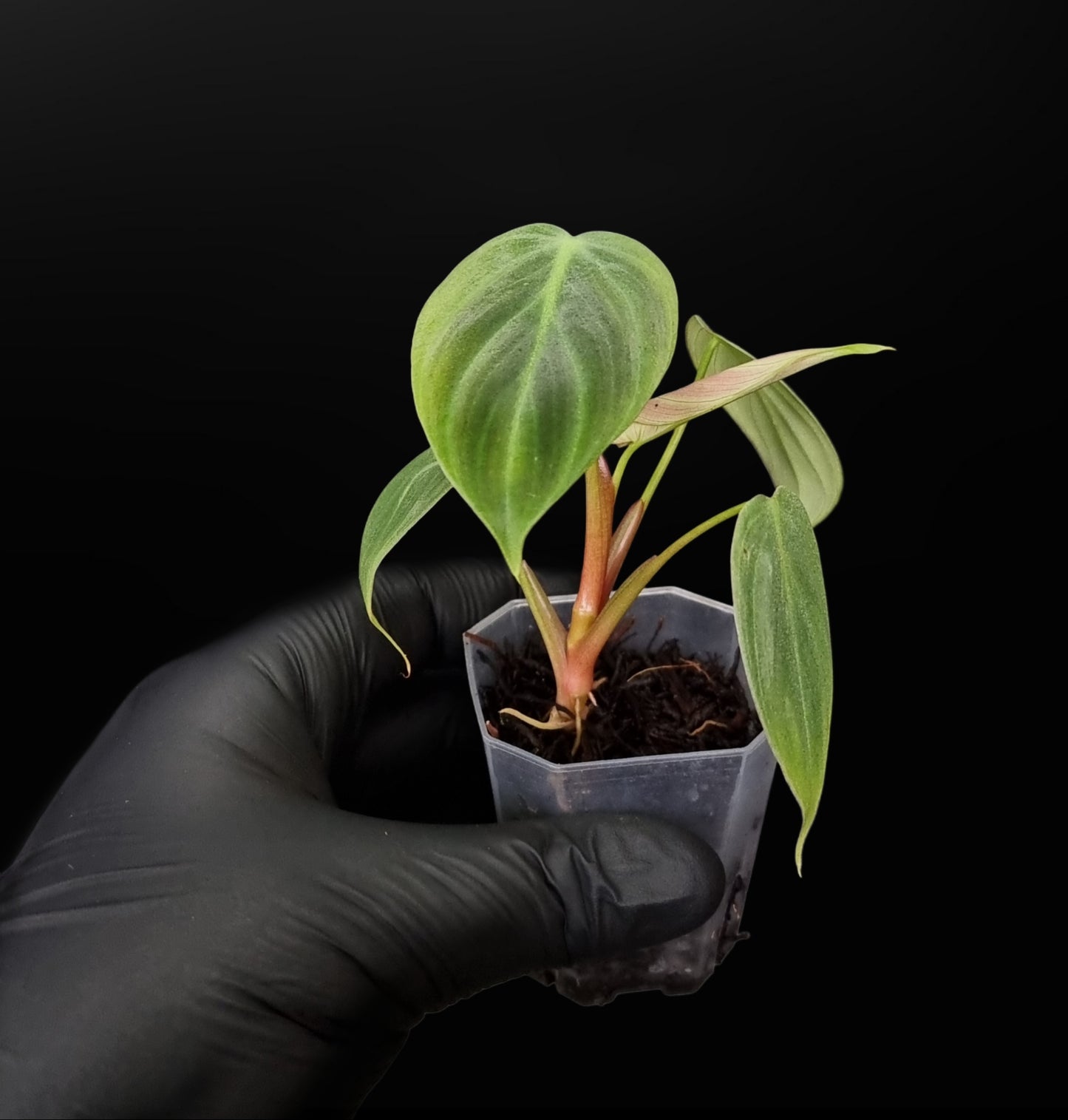 Philodendron Rubrijuvenile ( el choco ) SMALL