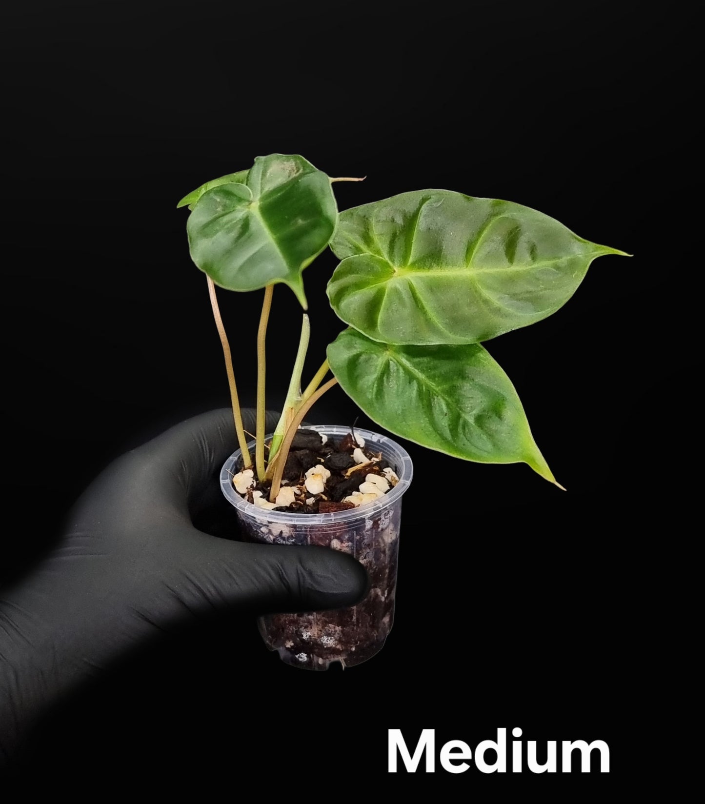 Philodendron Batch I.d " Billicosum " ( Verrucosum x Billietiae) MEDIUM