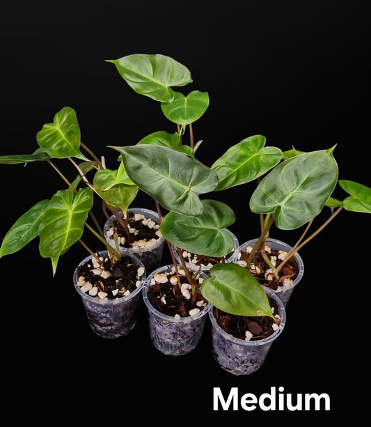 Philodendron Batch I.d " Billicosum " ( Verrucosum x Billietiae) MEDIUM
