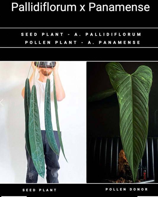 Anthurium Pallidiflorum x Panamense 🔥🔥