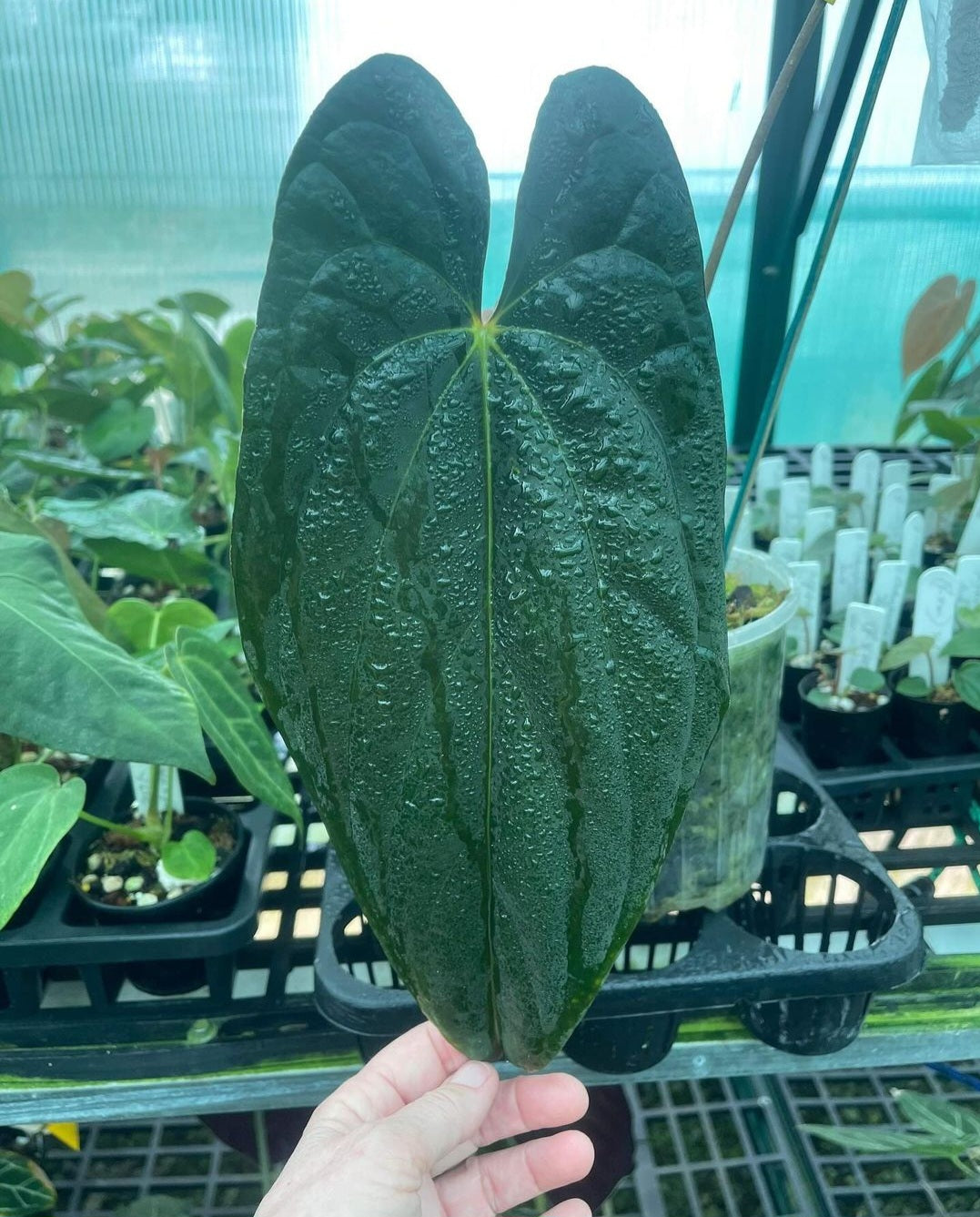 Anthurium Midnight Velvet x Panamense 🔥🔥 " Panama Nights "