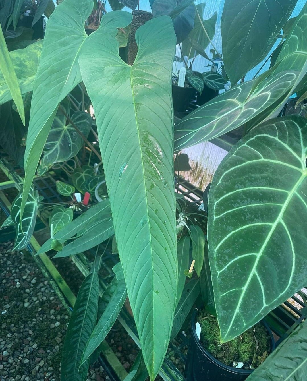 Anthurium Midnight Velvet x Panamense 🔥🔥 " Panama Nights "