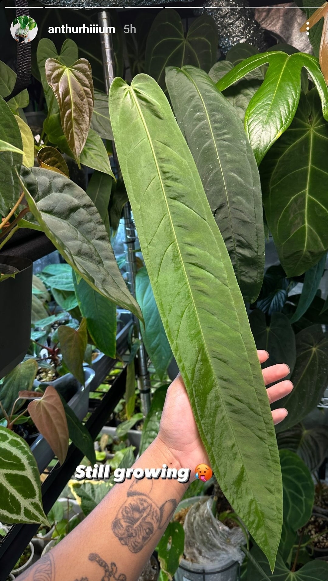 Anthurium Pallidiflorum x Panamense 🔥🔥