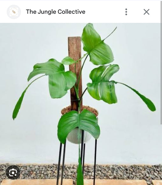 Epipremnum Skeleton Key