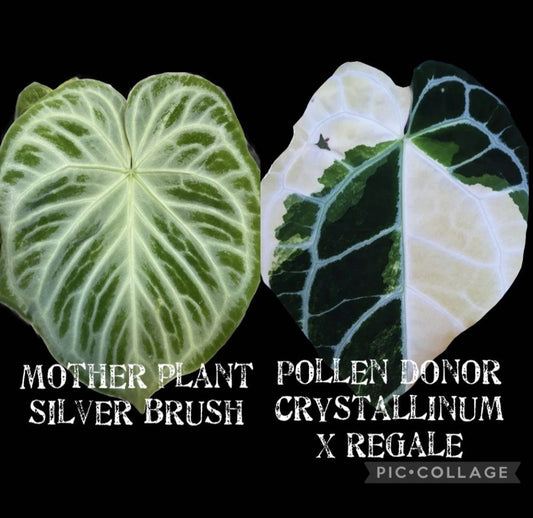 Anthurium Silver Blush x Variegated Crystallinum x Regale