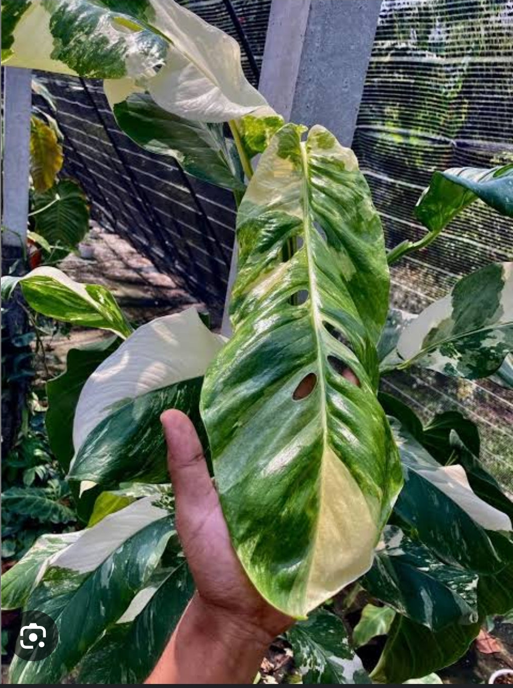 Variegated Monstera lechleriana