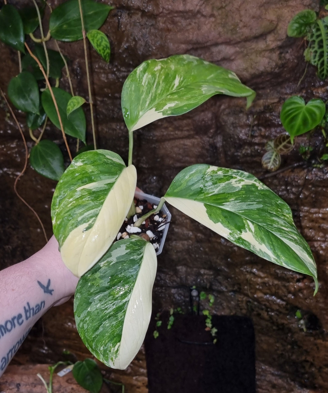 Variegated Monstera lechleriana