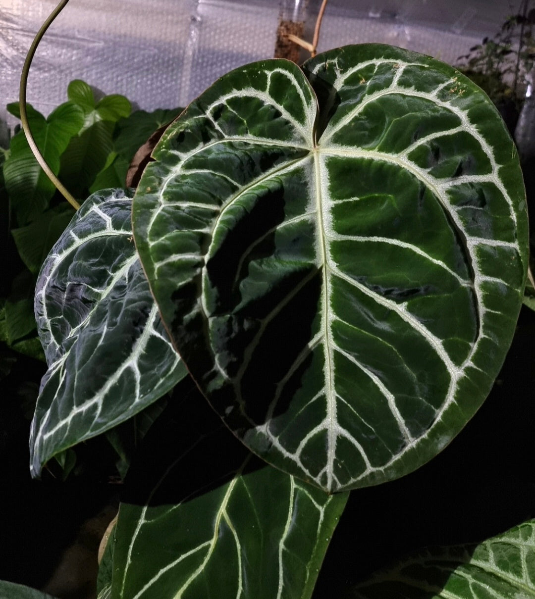HUGE ANTHURIUM Big Vein Chubby Crystallinum