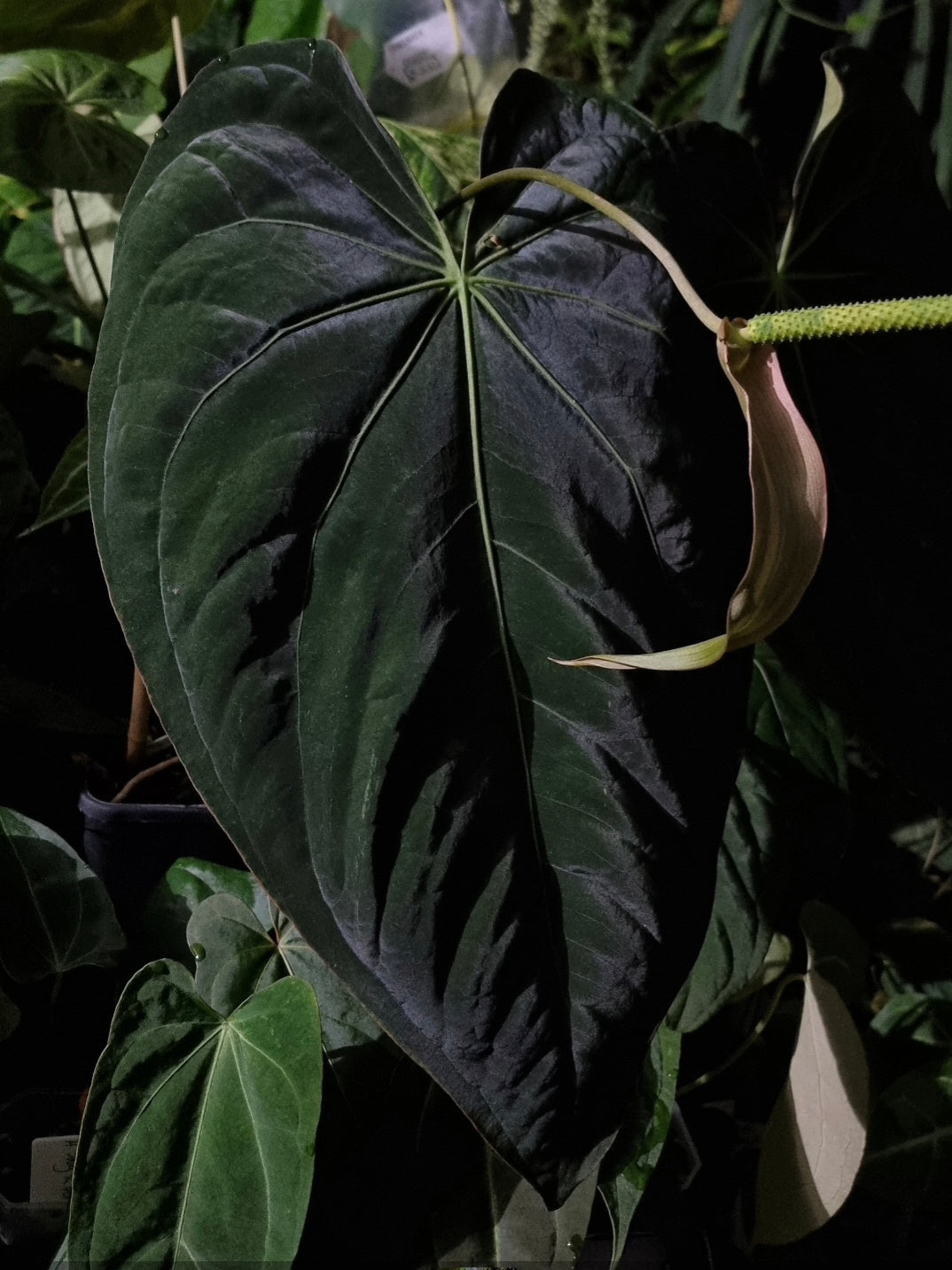 ANTHURIUM Black BEAUTY