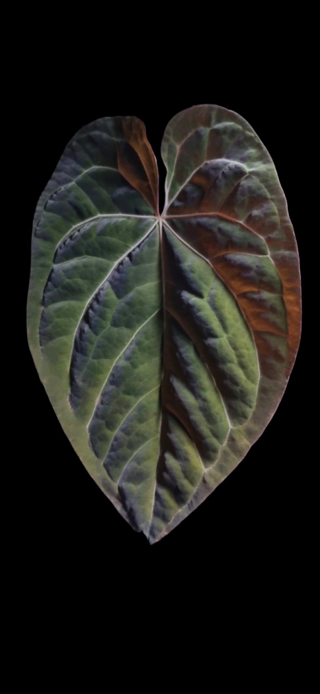 ANTHURIUM Dark Bumpy Noid