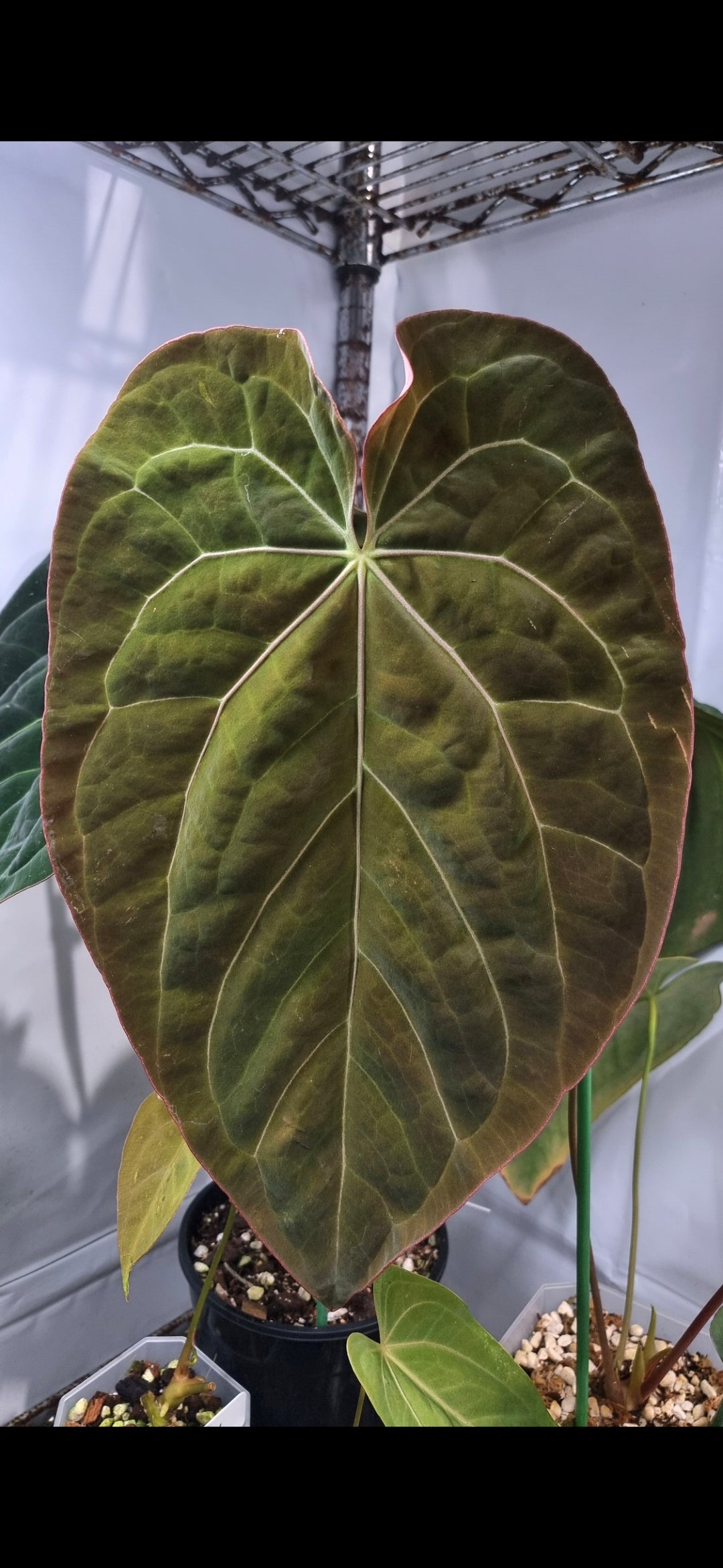 ANTHURIUM Dark Bumpy Noid