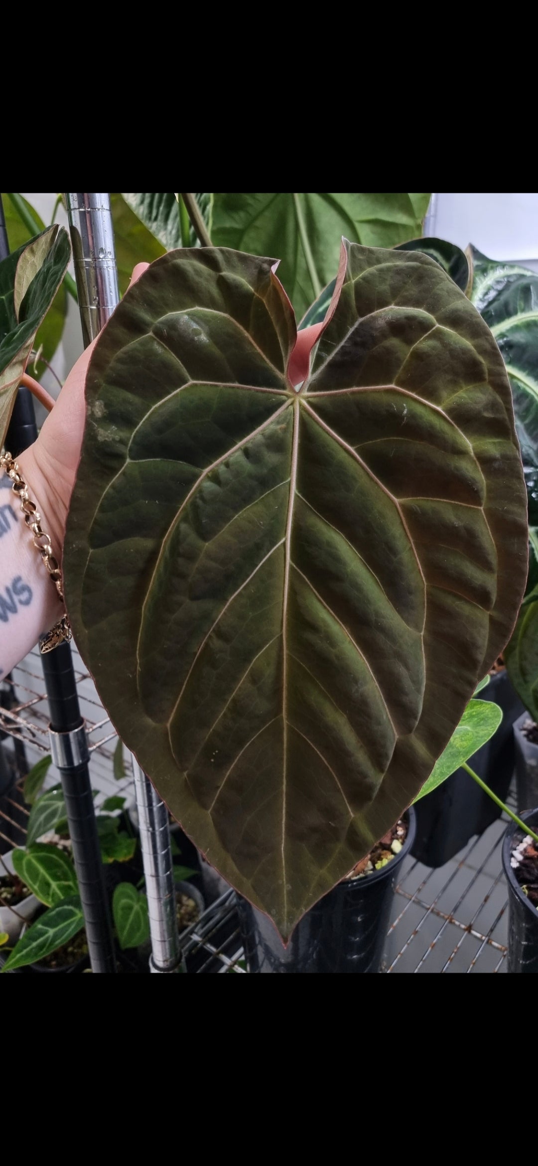 ANTHURIUM Dark Bumpy Noid
