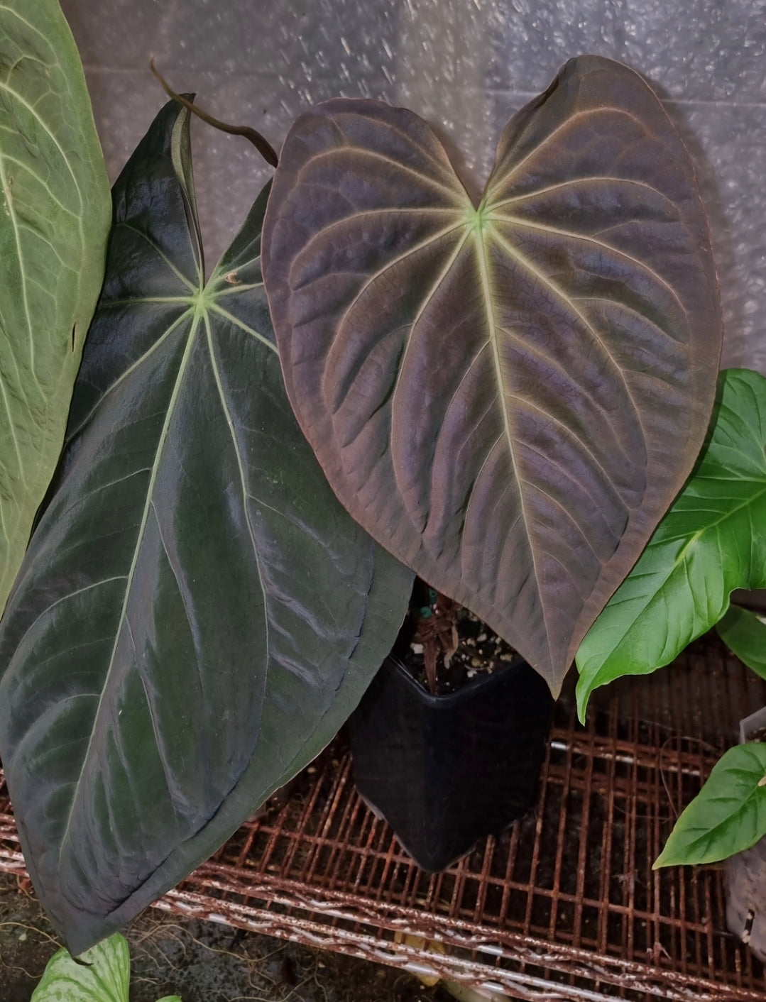 ANTHURIUM Black BEAUTY