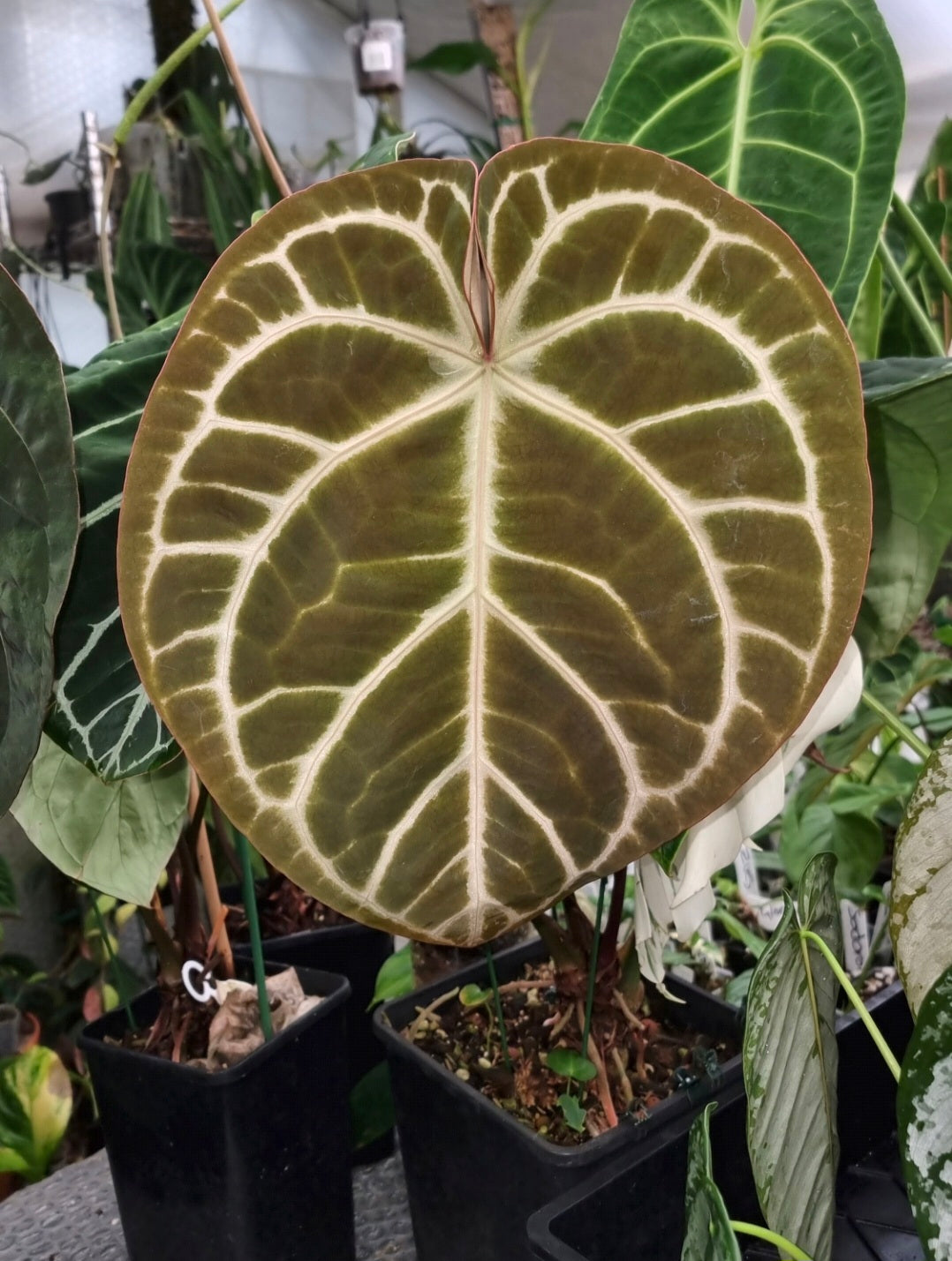 HUGE ANTHURIUM Big Vein Chubby Crystallinum