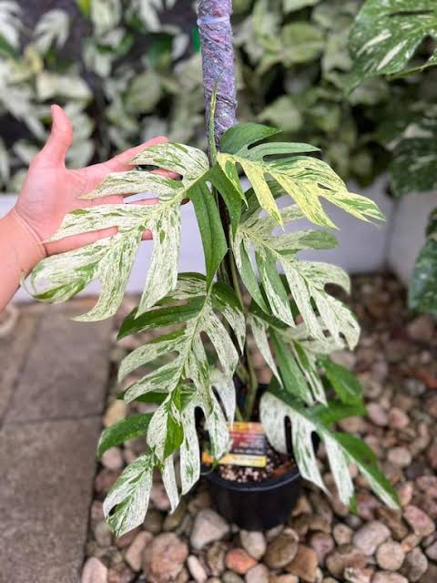 Epipremnum Pinnatum Marble King